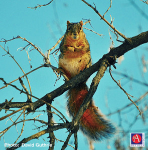 SquirrelAquaBlueSkyBranches