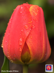 rainflowertulipDouglasOBrien