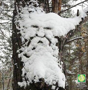 snowmanontree