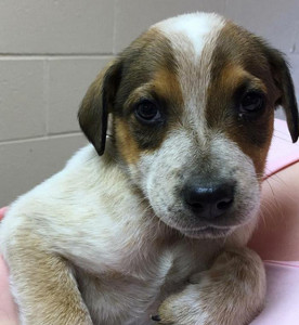 dawspuppyblueheelerstbernard9wk