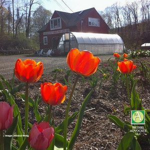 holbrookgardenstartingtulips