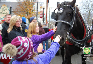 ba72_0806pettinghorse