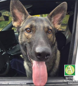 k9thorheadshot