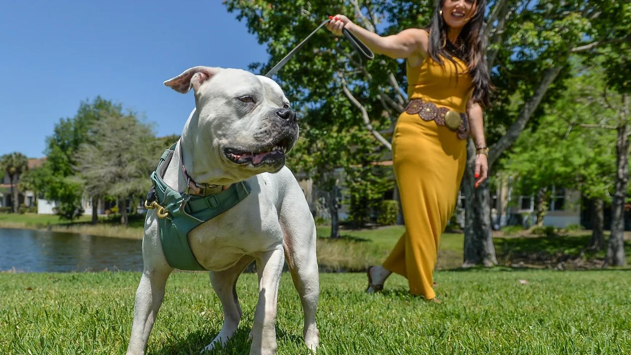 Abandoned Bulldog Lulu Rescued from Florida Everglades Finds Forever Home in Stuart