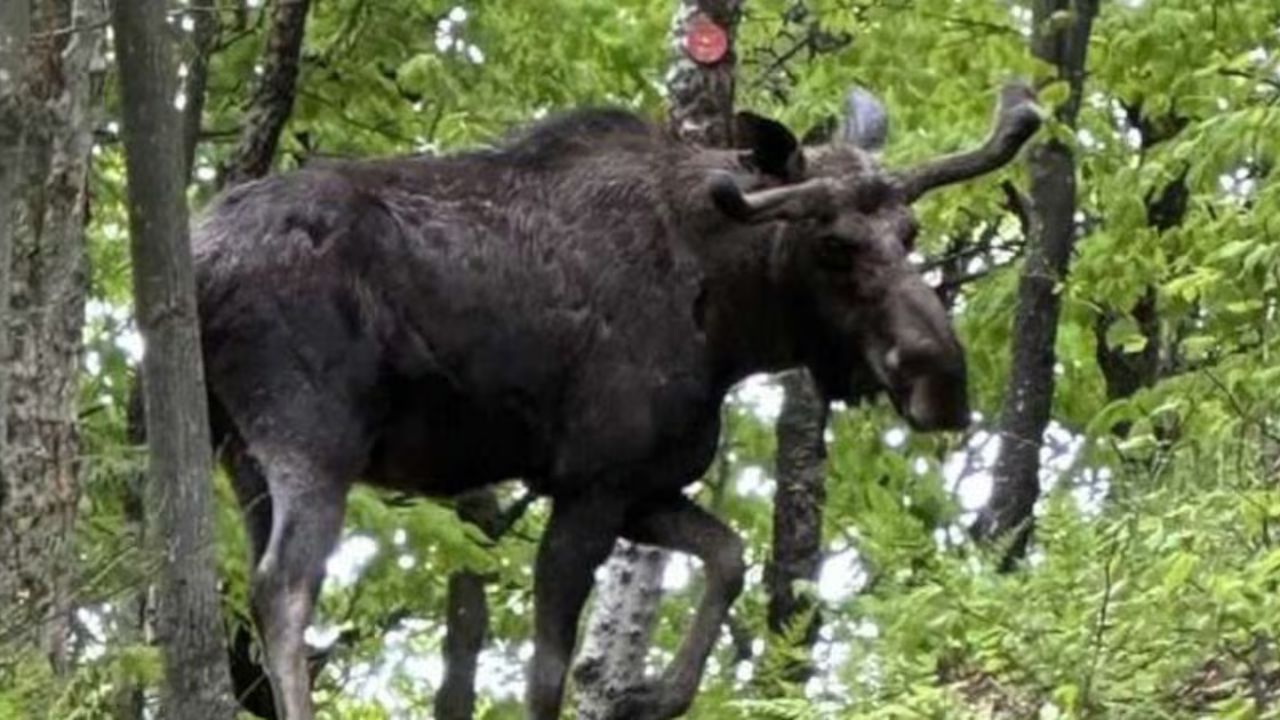 Bull Moose That Closed Adirondack Trail Euthanized Due to Severe Health Issues, Officials Say