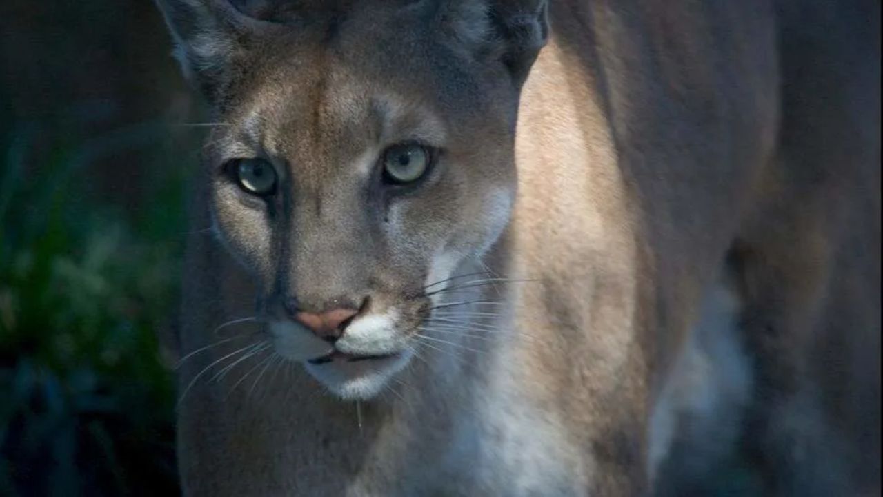 Immigration Camp Threatens Florida Panther Habitat in Everglades, Experts Warn in Federal Court