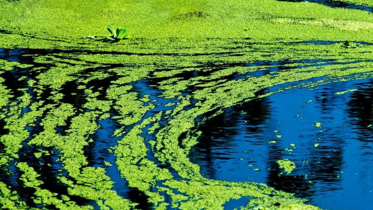 Kansas Health Officials Issue Blue-Green Algae Warnings for Multiple Lakes Across the State
