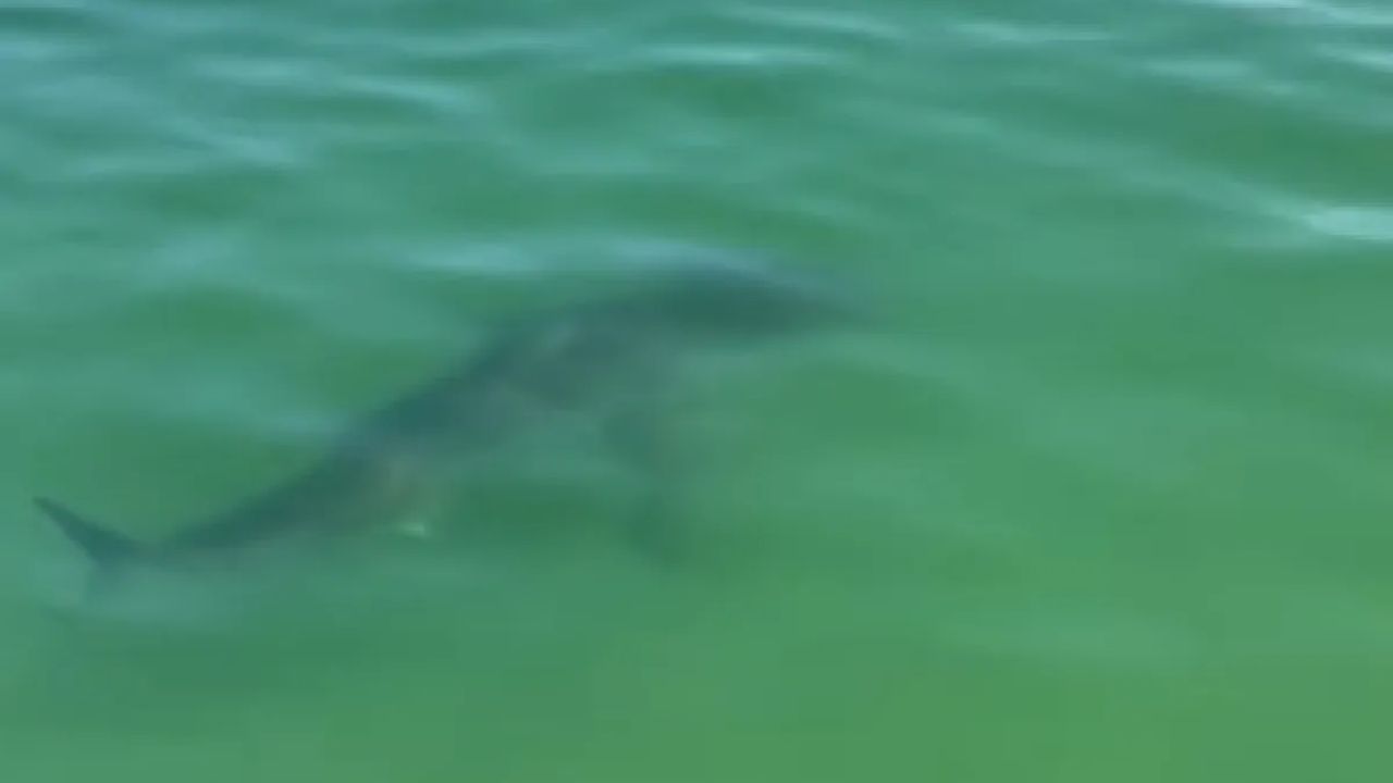North Shore Beach Temporarily Closed After Potential Shark Sighting, Officials Say