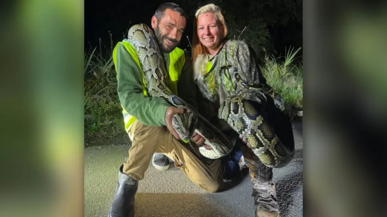 Record Python Hunter Nets $1,000 Prize for Removing 87 Snakes in Florida