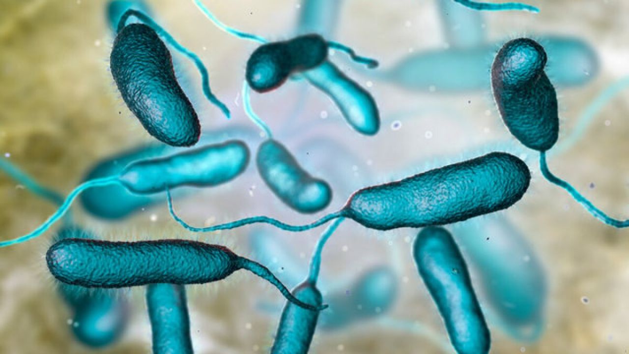 Second Bay County Death This Year Linked to ‘Flesh-Eating’ Vibrio Bacteria, Officials Confirm