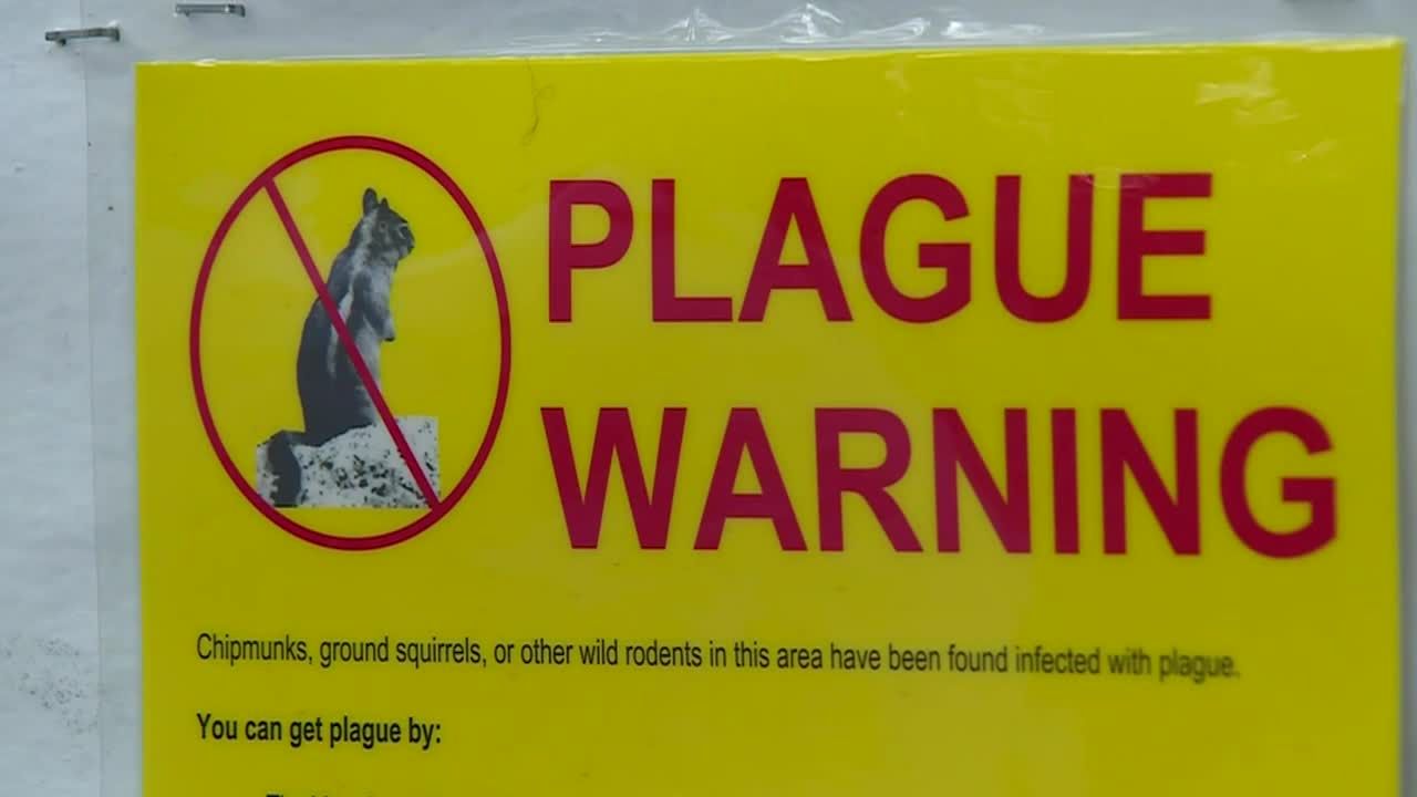 South Lake Tahoe Resident Contracts Plague, Public Warned to Stay Vigilant