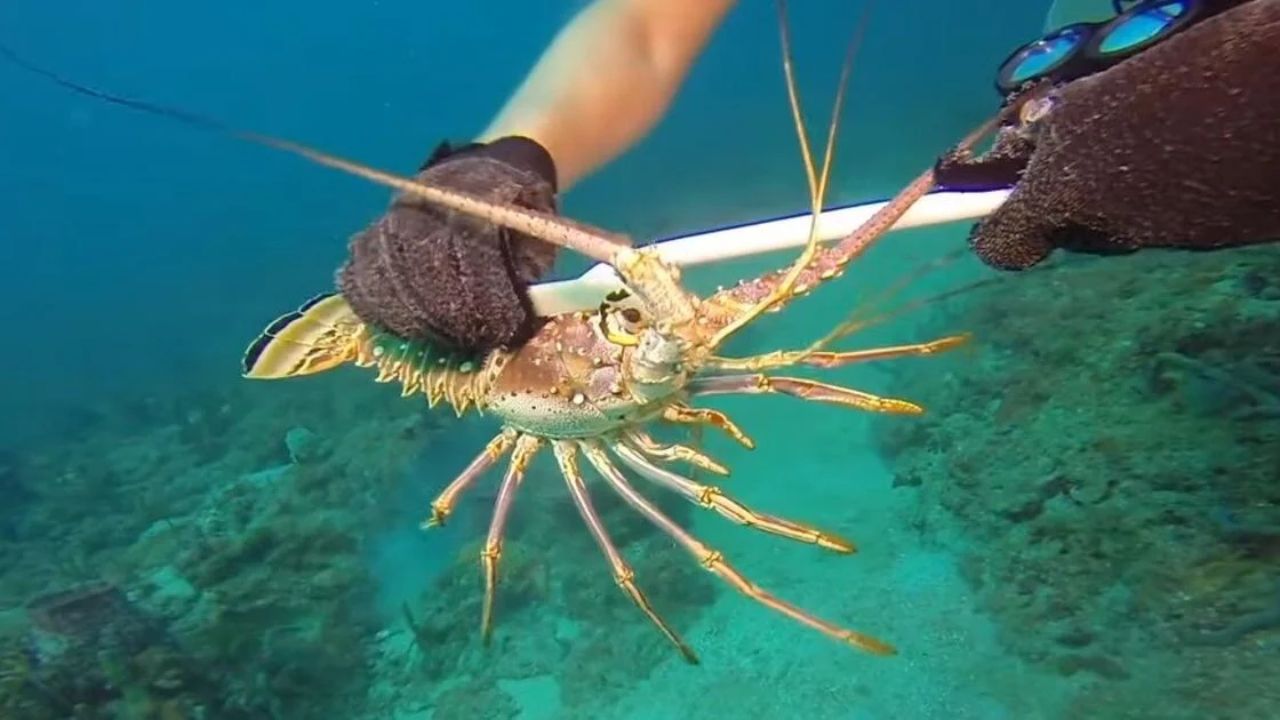 Two Florida Men Die While Snorkeling During Lobster Mini-Season in the Keys