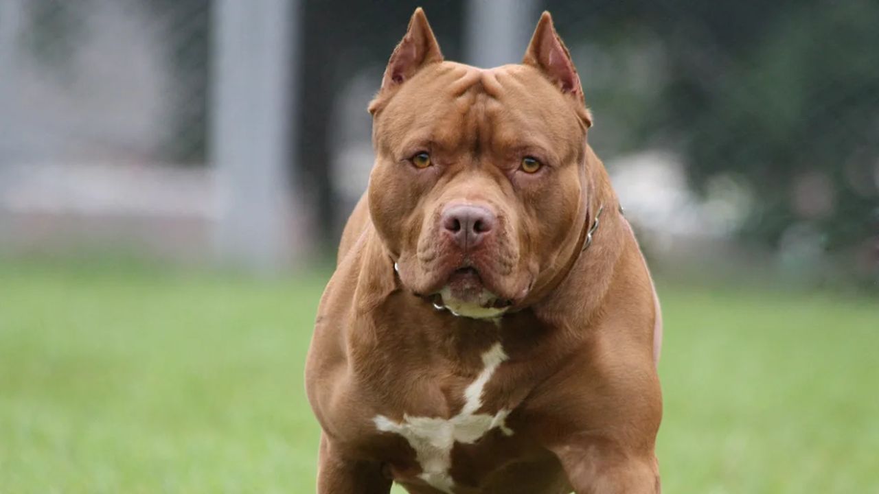 Woman Killed, Another Injured in Brutal Dog Mauling at Local Park