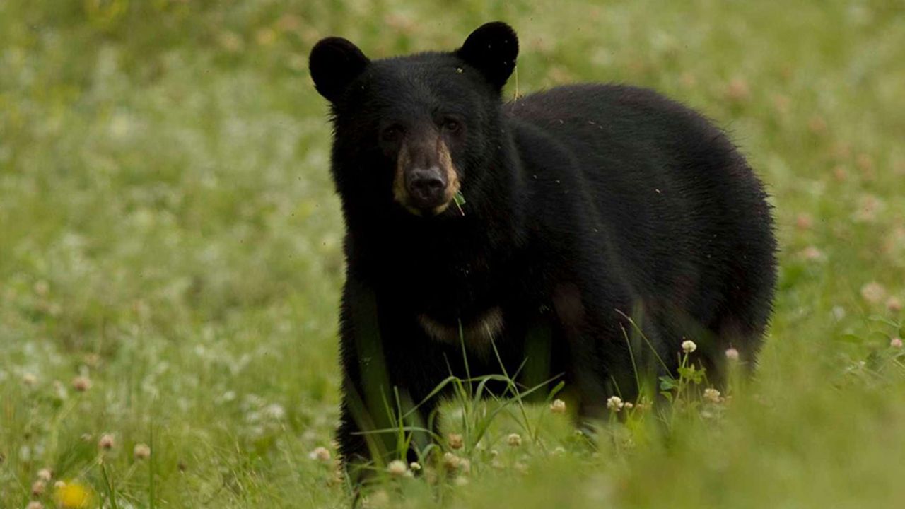 Arkansas Man Airlifted after Bear Attack Left Him Seriously Injured