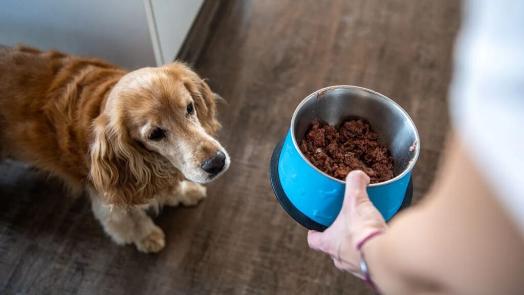 Aunt Accidentally Eats Dog Food During Family Visit, Sparking Heated