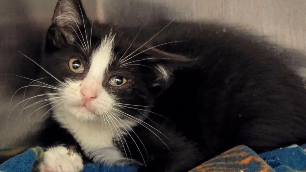 Driver Throws Two Kittens from Moving Vehicle on Long Island; 1 Dead and Other Rescued