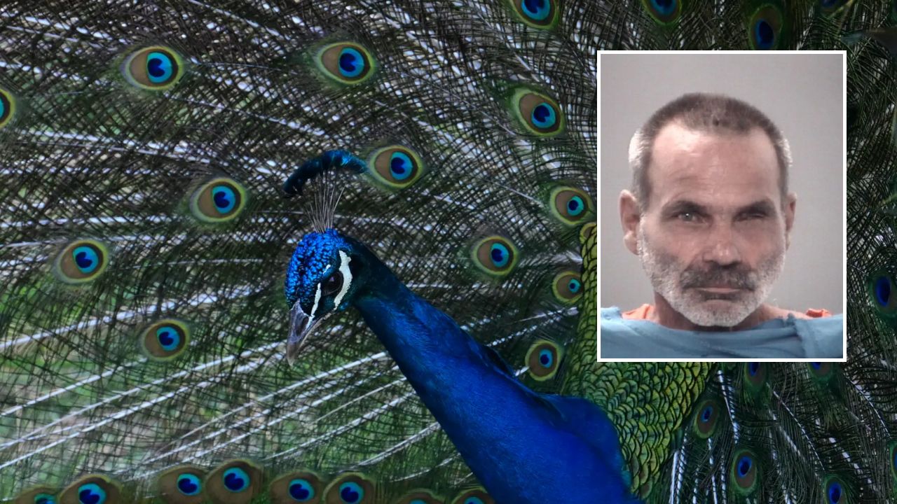 Florida Man Arrested for Killing, Cooking, and Eating Pet Peacocks Over Neighbor Dispute in Hudson