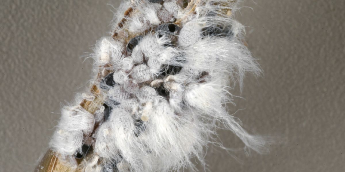 Woolly Aphid Populations Surge Across East Texas Due to Weather Conditions