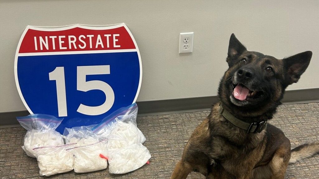 39 Arrested in Major Butte Drug Bust; 260 Pounds of Marijuana and $75,000 Seized (2)