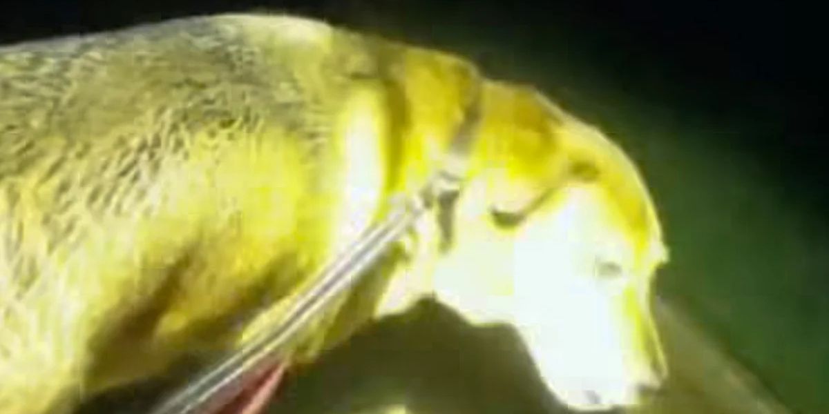 Florida Dog Leads Deputy to Missing 86-Year-Old Woman in Heroic Rescue