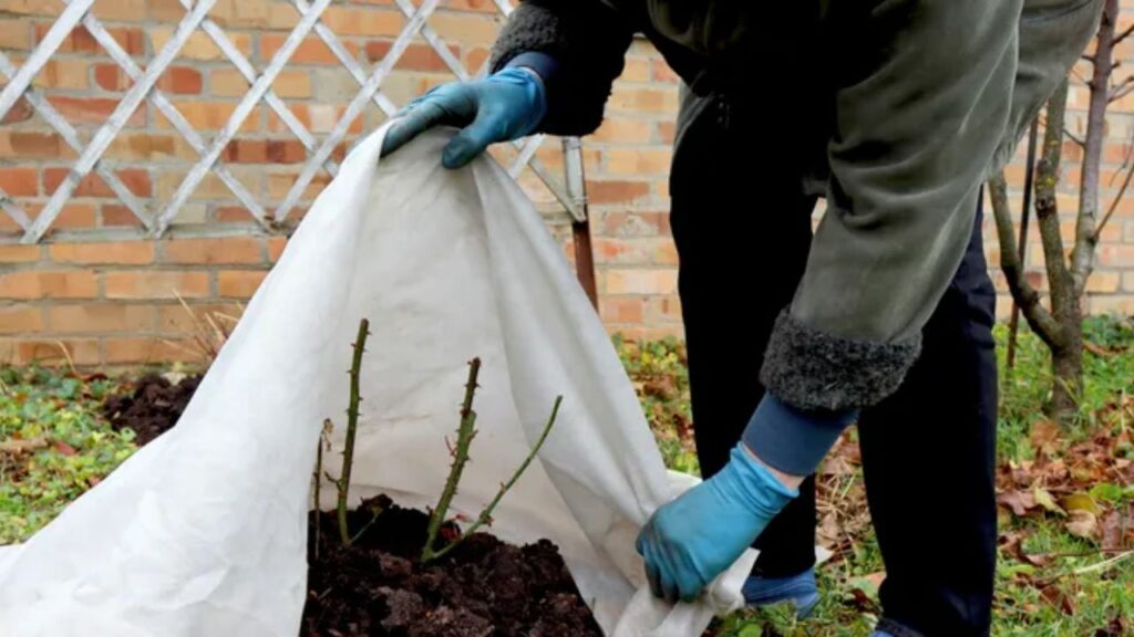 Frost and Freeze Threats Loom Over Massachusetts Friday Morning; Freeze Watch Issued for Boston (1)