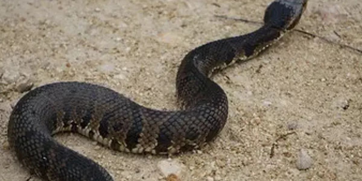 Heavy Rain in Florida Drives Venomous Cottonmouth Snakes Into Residential Areas