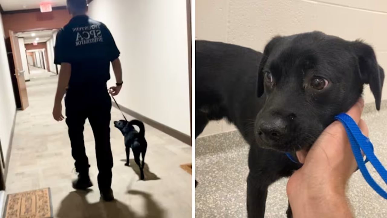 Houston Man Arrested after Video Shows Him Brutally Abusing 9-Month-Old Labrador Mix