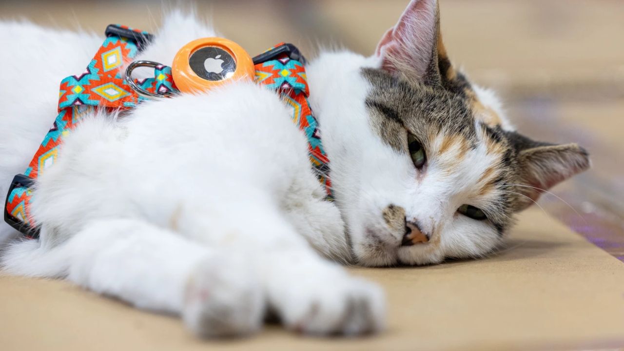 Richmond Lowe’s Employees Reunite With Adventurous Calico Cat After Weeks-Long Disappearance