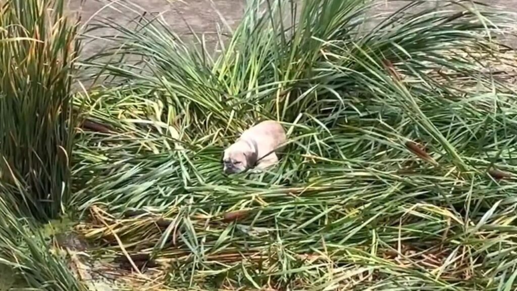 Small Dog Rescued from Rising Floodwaters in Oxnard Wash by Ventura County Firefighters; Adorable Photos went Viral (2)
