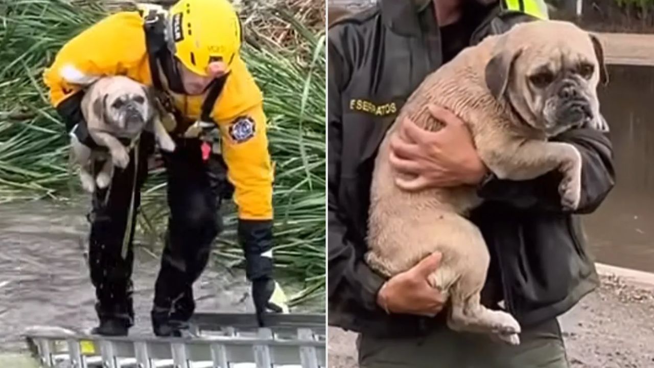 Small Dog Rescued from Rising Floodwaters in Oxnard Wash by Ventura County Firefighters; Adorable Photos went Viral
