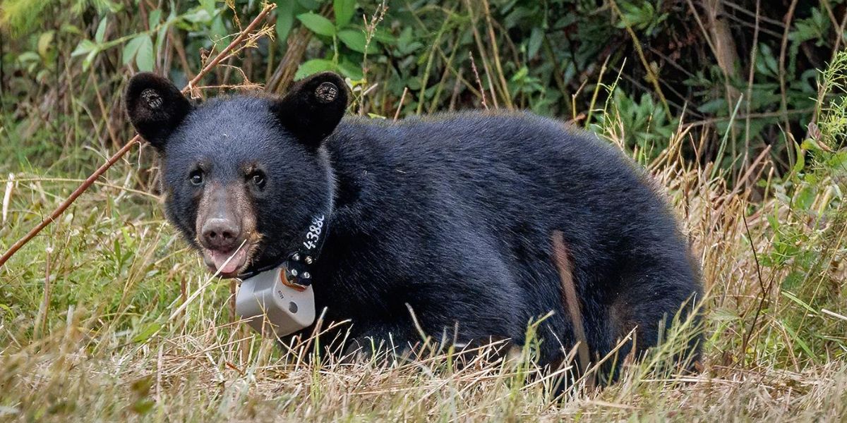 Twelve Orphaned Black Bear Cubs Released Back Into the Wild in North Carolina