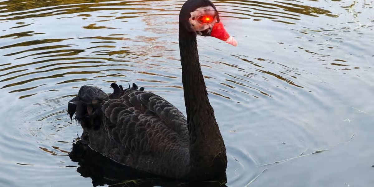 ‘Mr. Terminator’ Black Swan Removed After Attacking Rivals in Stratford-upon-Avon