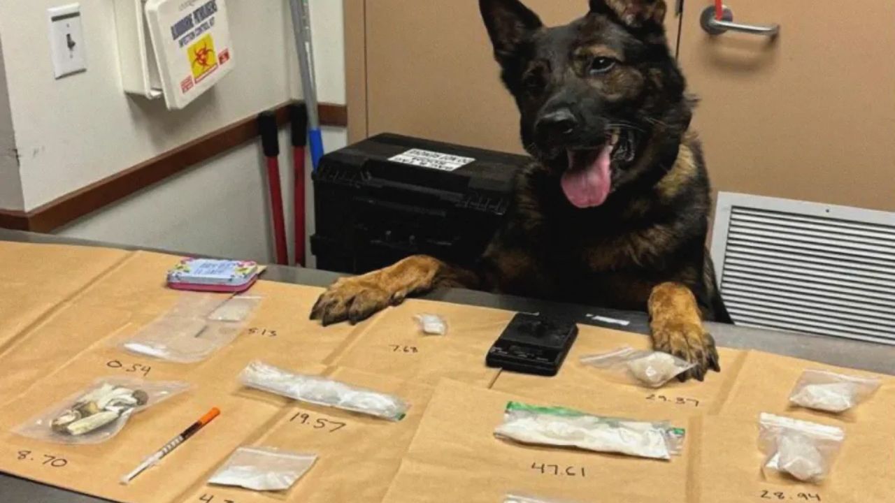 56-Year-Old Man Arrested in Livermore after Police find Meth and Psilocybin Packaged for Sale