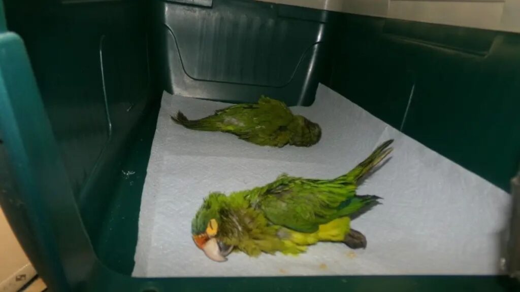 Man Arrested for Smuggling Sedated Endangered Parakeets in Underwear at US-Mexico Border at Otay Mesa Port of Entry (1)