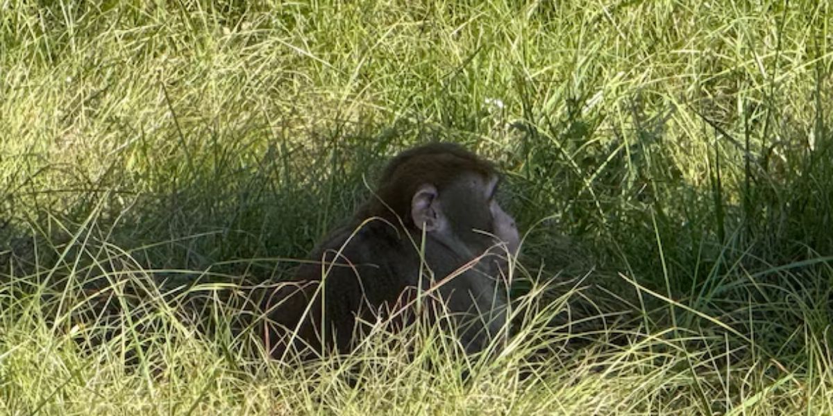 Mississippi Mother Shoots Escaped Monkey to Protect Her Children After Truck Crash