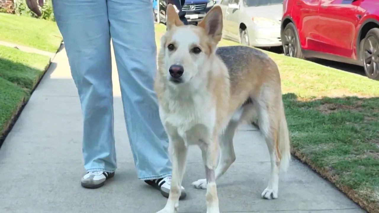 North Hollywood Dog Hospitalized after Accidentally Ingesting Meth During Morning Walk