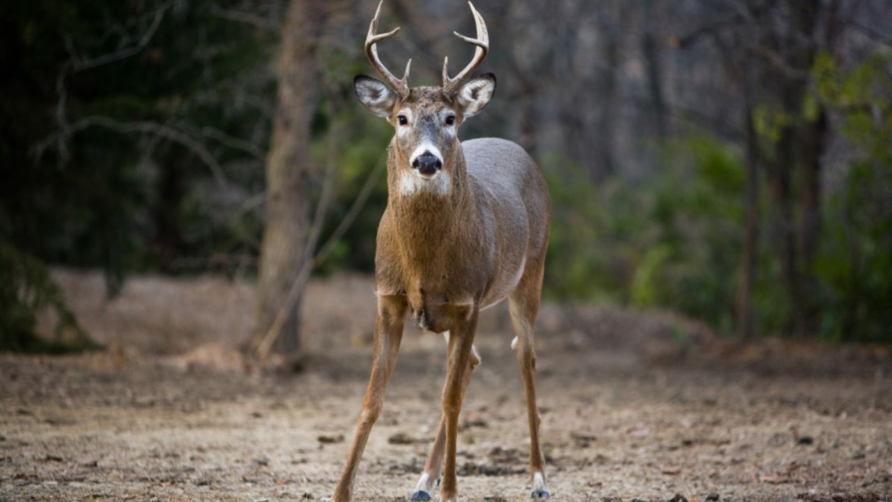 Stewartsville Woman Found Dead after Suspected Deer Attack in Private Pen - Probe Ongoing