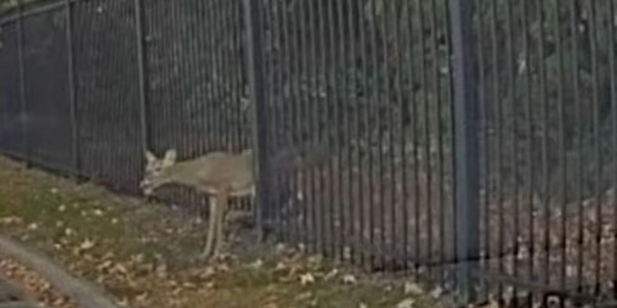 Virginia Sheriff’s Sergeant Frees Stuck Deer — and It Immediately Gets Stuck Again