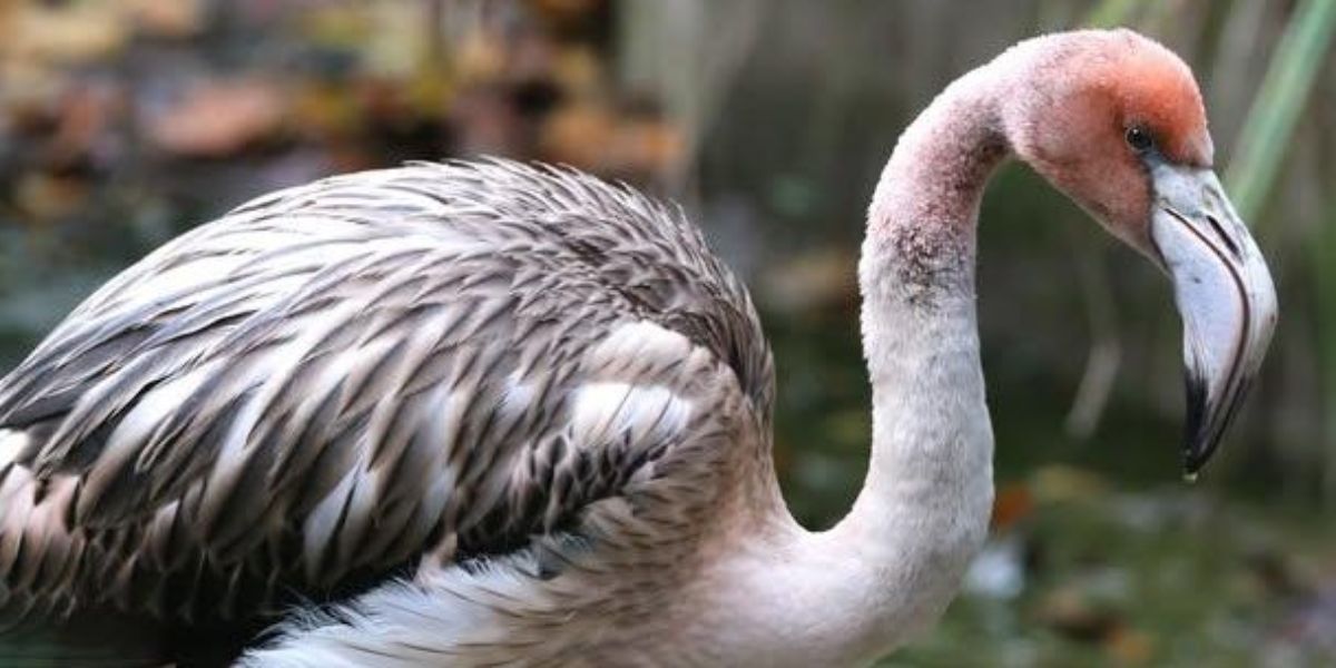 ‘Naughty Teenager’ Flamingo Escapes From Cornwall Wildlife Park