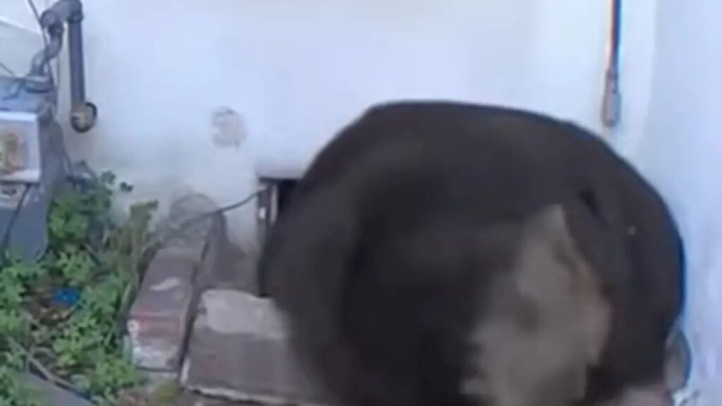 California Homeowner Battles 500-Pound Black Bear Living Beneath His House “It’s Very Unnerving” (1)