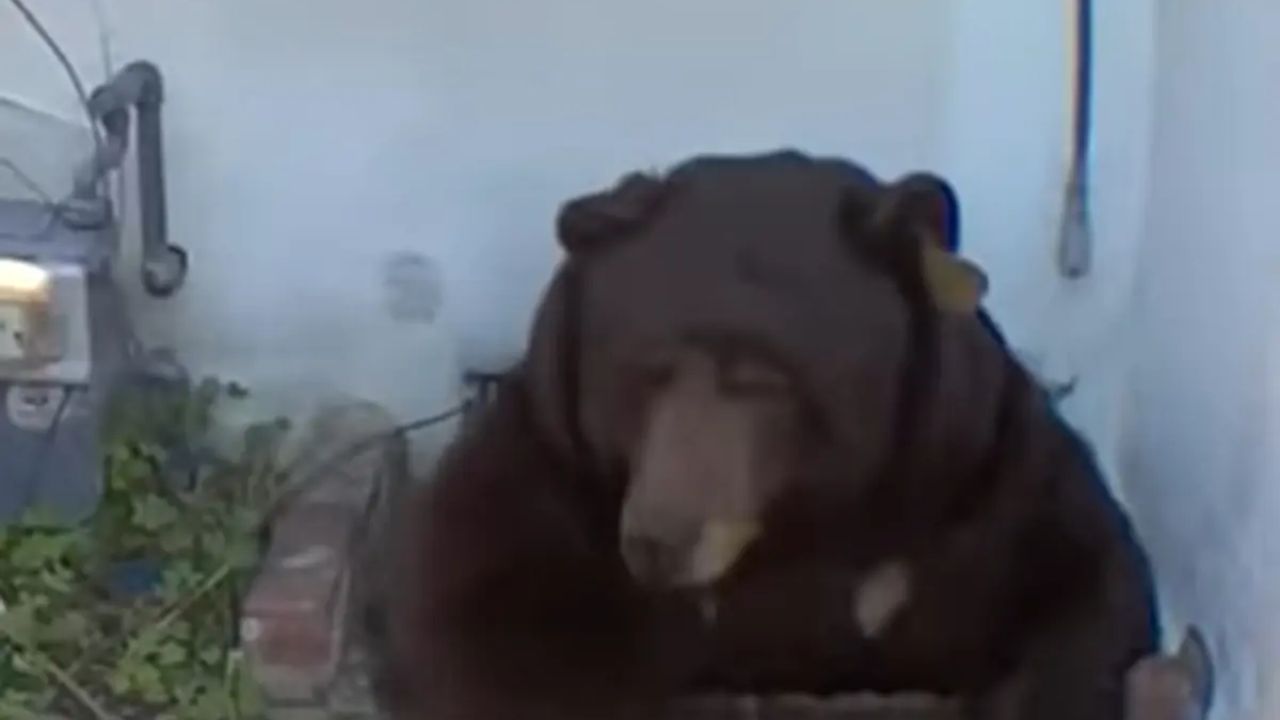 California Homeowner Battles 500-Pound Black Bear Living Beneath His House “It’s Very Unnerving”