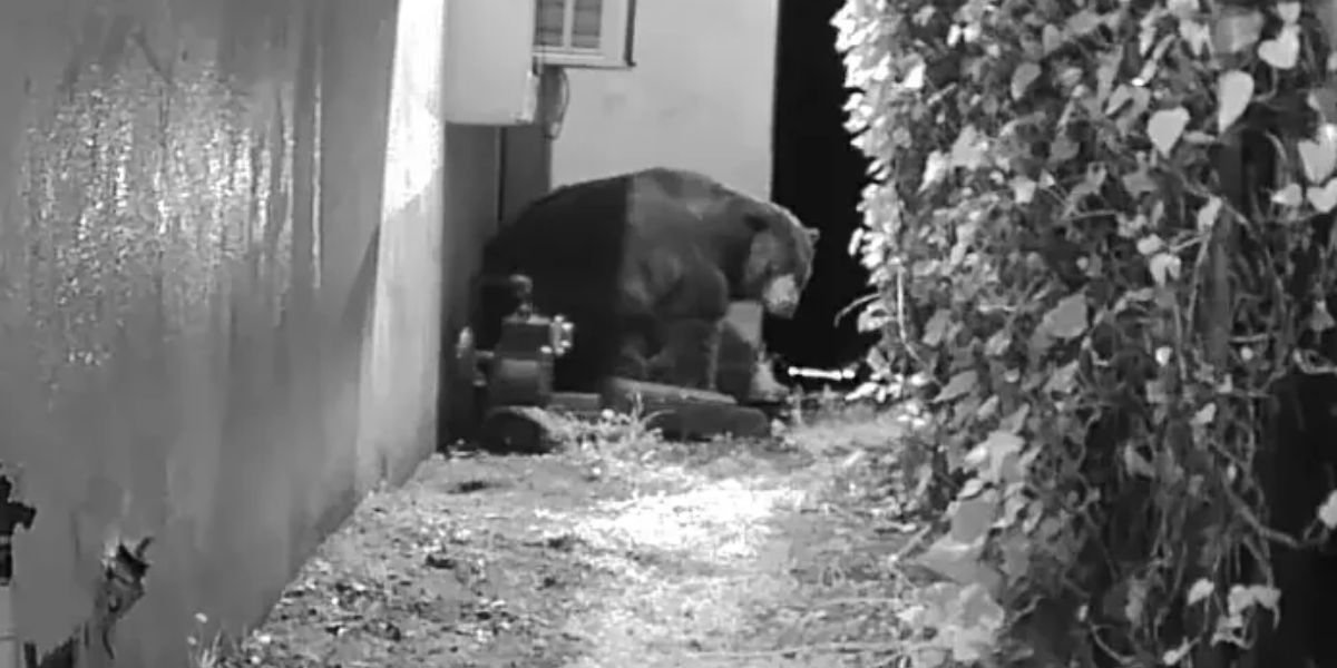 California Man Threatens Lawsuit after Living with 550-Pound Bear Under His Home