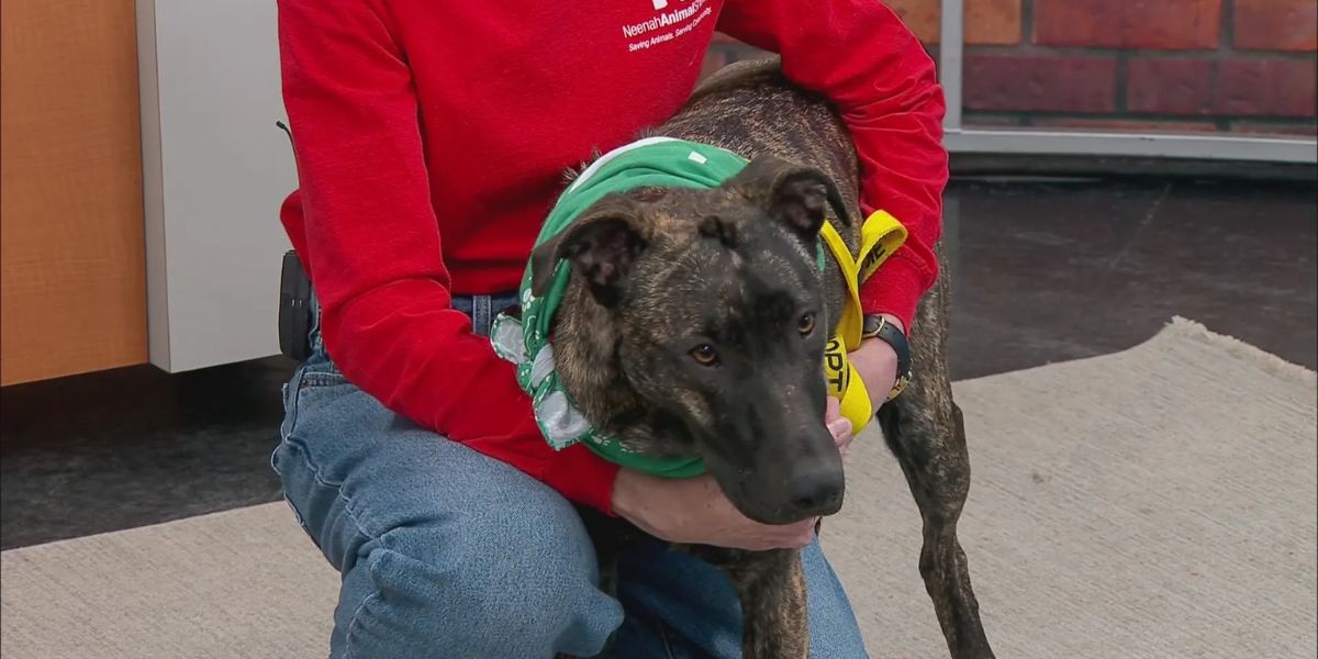 Chippewa Falls Woman faces 35 Charges after 14 Dogs Seized from Unsanitary Apartment