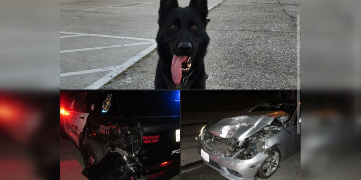 DUI Suspect Arrested after Crashing into Alhambra Police K-9 Vehicle during Active Investigation