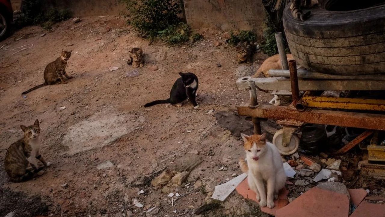 Four Dead Cats Found in Freezer as Authorities Rescue 17 Animals From ‘Uninhabitable’ Canandaigua Home