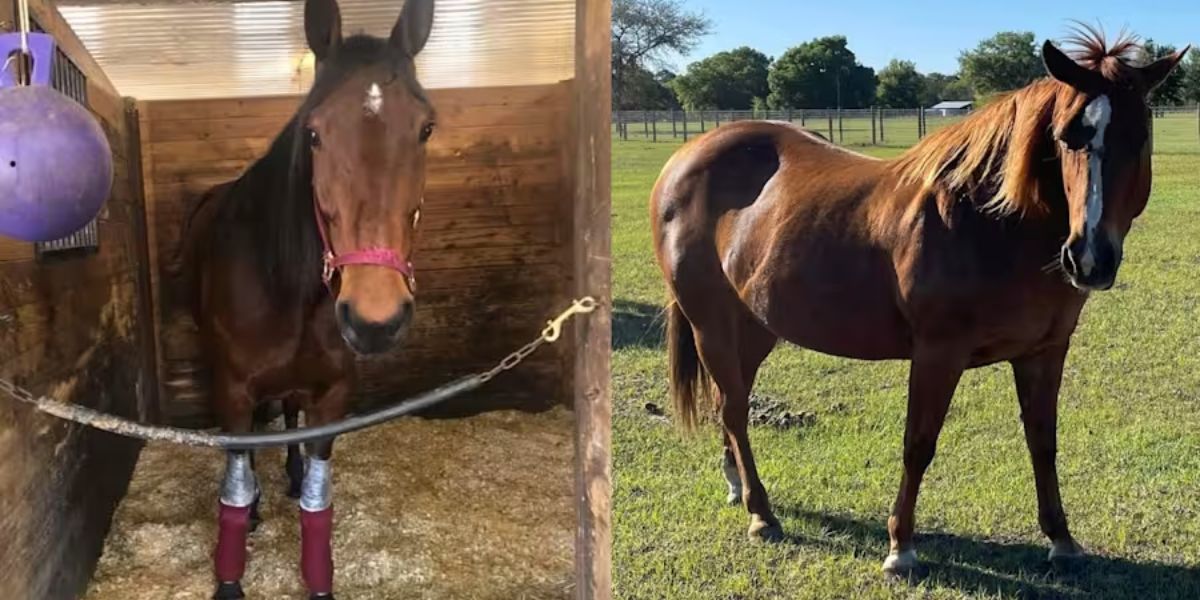 Horse Theft Case Breaks Open in Volusia County as Suspect Arrested, Two Animals Recovered