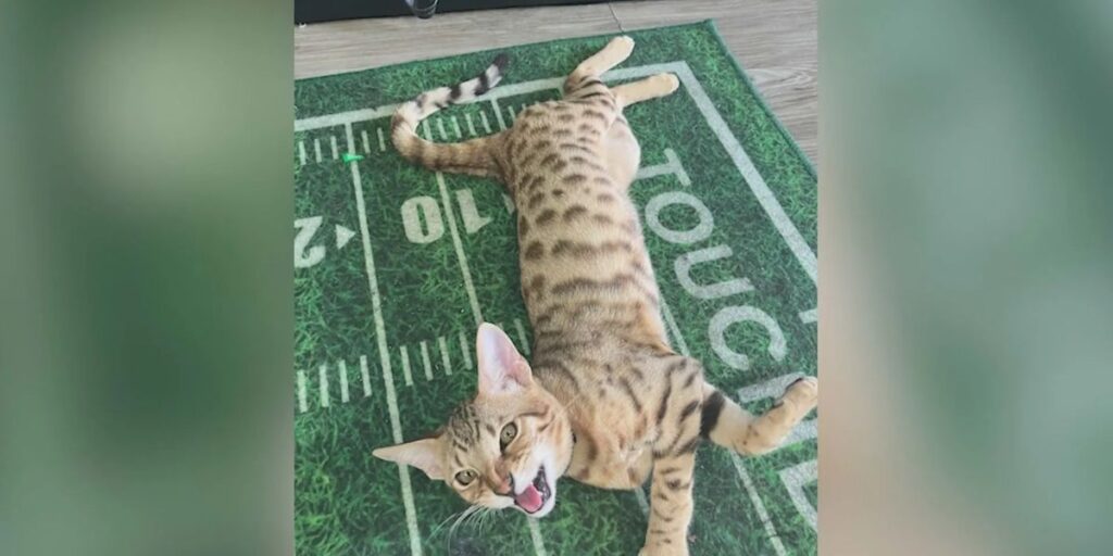 Masked Burglars Smash into South Los Angeles Barbershop, Steal Equipment and Kidnap Pet Cat (1)