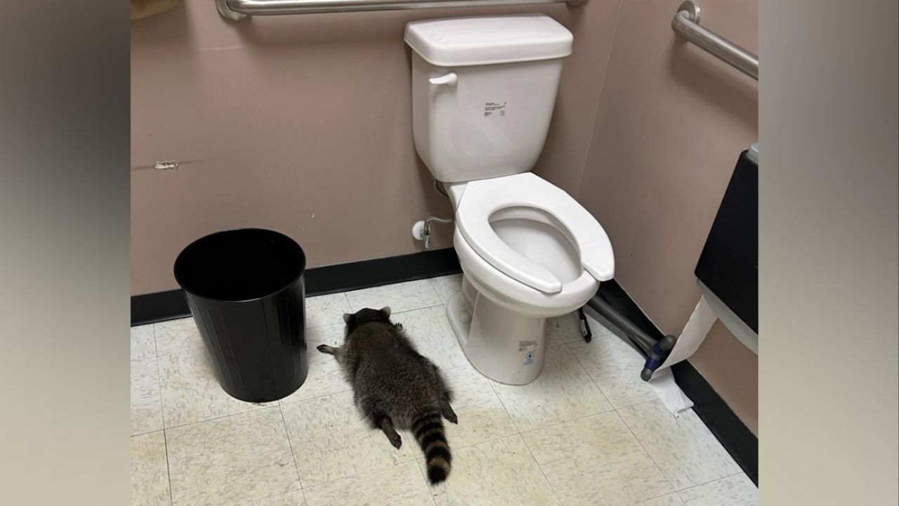 Raccoon Breaks Into ABC Store, Gets “Intoxicated,” and Inspires Cocktails and Merch