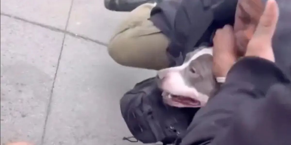 Toddler Bitten by Pit Bull in Public Street in New York City, Bystanders Intervene