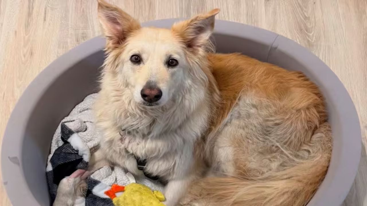 Lost Dog Escapes New Jersey Turnpike Rest Stop, Found Safe After 25-Mile Journey With Drone Help